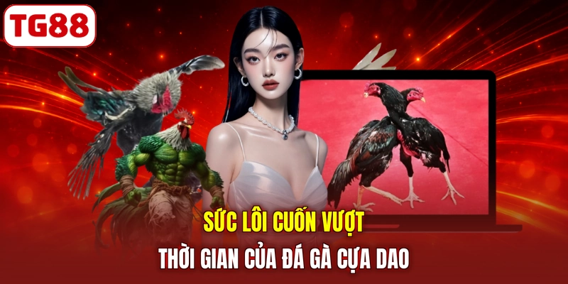 Sức lôi cuốn vượt thời gian của đá gà cựa dao