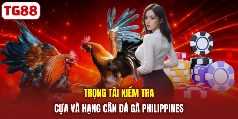 Trọng tài kiểm tra cựa và hạng cân đá gà Philippines